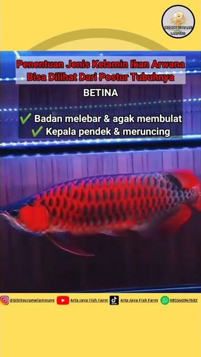 MEMBEDAKAN ARWANA JANTAN DAN BETINA ‼️🤔 #arowana #viral #shorts #hewan