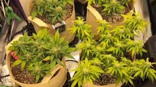 SP-150 Review of Plants and Buds!
