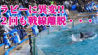 天才シャチ「ラビー」が2回も戦線離脱・・・ 鴨川シーワールド シャチショー KamogawaSeaWorld  orca killerwhale