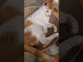 猫の足裏をさわったときの反応(きなこ♂)