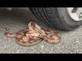 Experiment Car vs Python vs Snake | Crushing crunchy &amp; soft things by car !