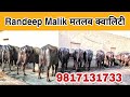 Deals in Only Quality Animals || 50 Top Quality Buffaloes Available For Buyers || Randeep Malik