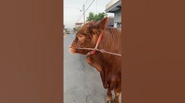 Sapi simental simmental #shorts #sapi #sapisimental