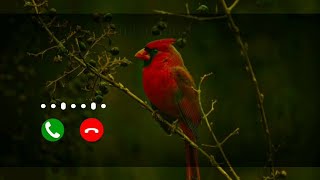 Bird Ringtone 🐦 Instrument Ringtone 🔥 New Sad Ringtone ❤️ Most Popular birds Ringtones screenshot 5