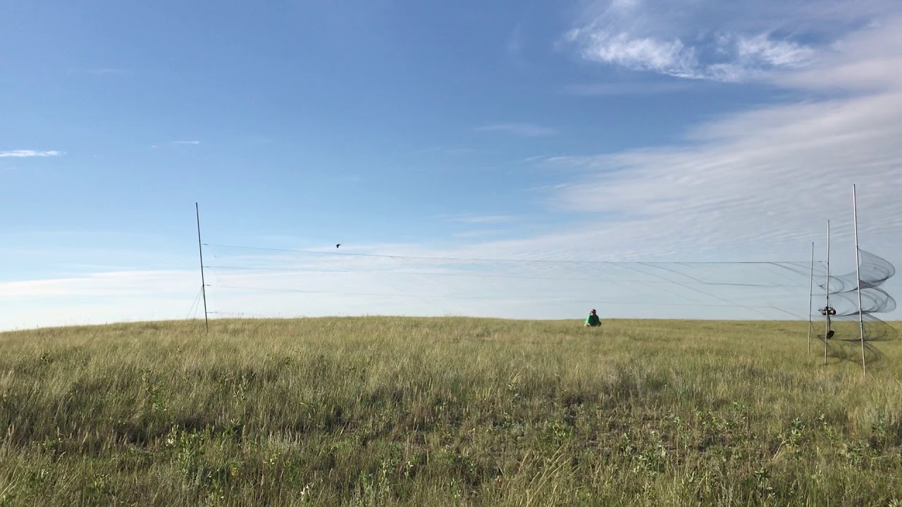Sprague’s Pipit skillfully dodges a mist net! 