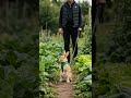 Grandpa walks his rabbit in the vegetable garden amazing bond #pets #rabbit #garden