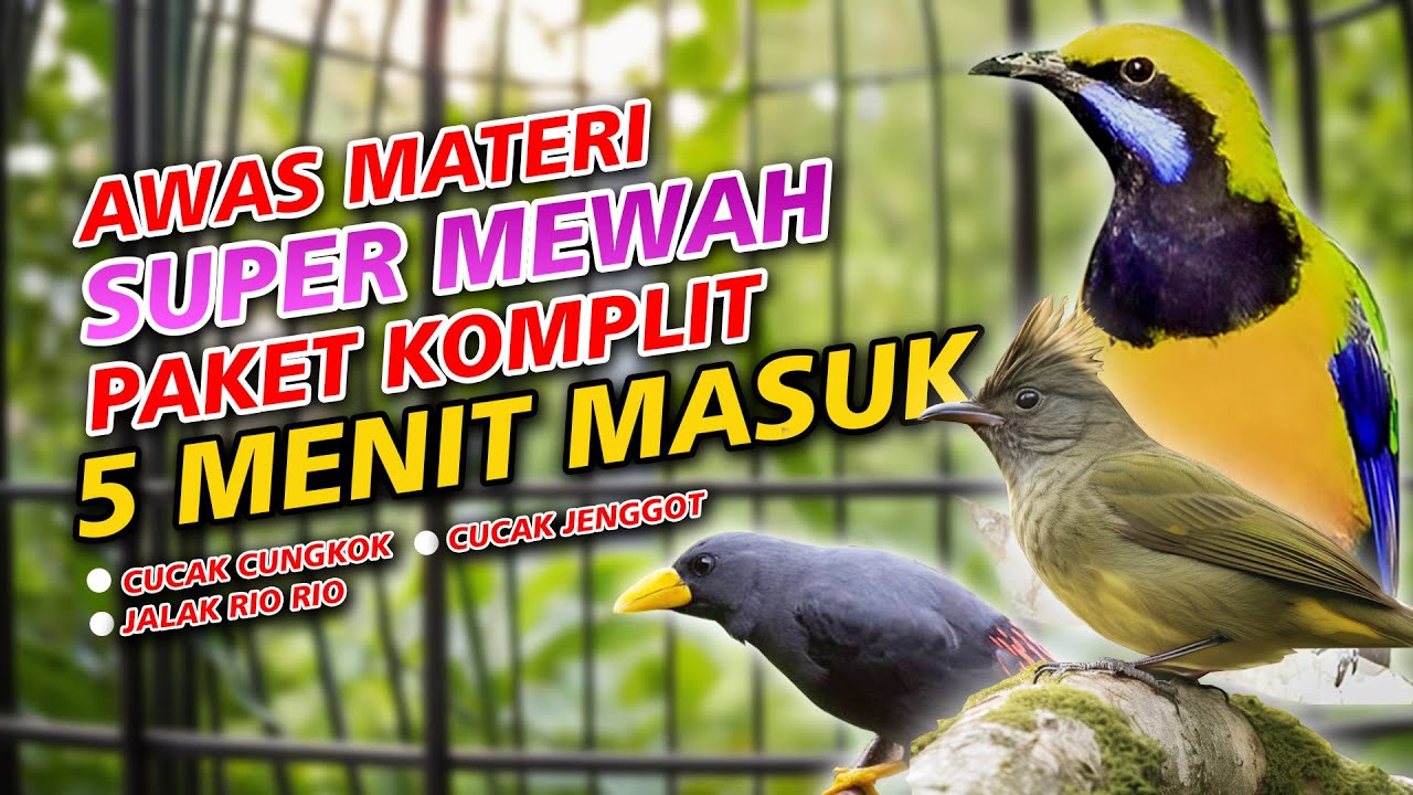 MASTERAN PEDAS JEEGEER TOP JUARA II KOMBINASI PETULAK JINGJING CILILIN KINOI GEREJA TARUNG CUNGKOK
