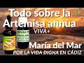 Vida Digna  Todo sobre la artemisa y Un lugar de Vida Digna en Cádiz