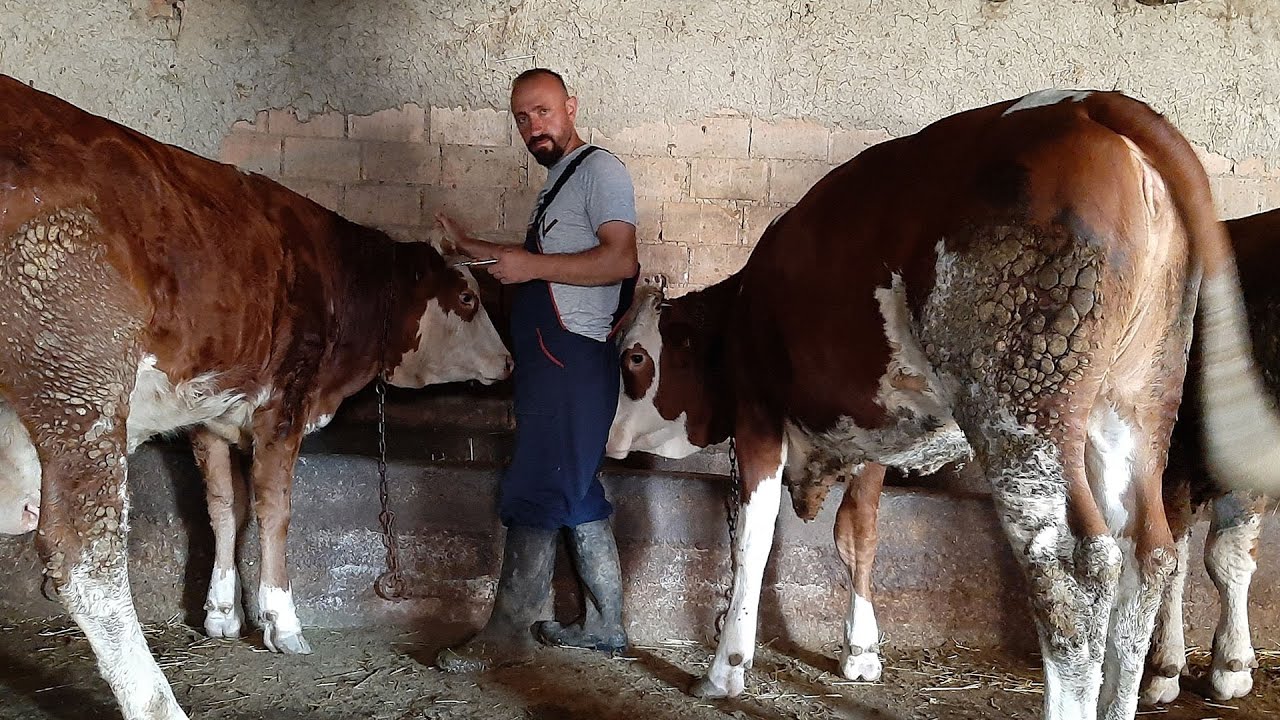 KIZGINLIK GÖSTERMEYEN İNEKLERE NE YAPILMALI? KIZGINLIK İĞNESİ NASIL VURULUR?