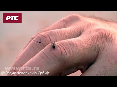 Video: Sezona Komaraca I Virus Zapadnog Nila Kod Konja