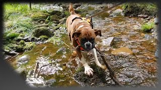 Forest Pixies and Boxer dogs - Layla The Boxer Dog by Layla the Boxer Dog 4,709 views 3 years ago 9 minutes, 59 seconds