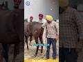 Why in India, cows are allowed to roam freely? #shorts #didyouknow #why #india
