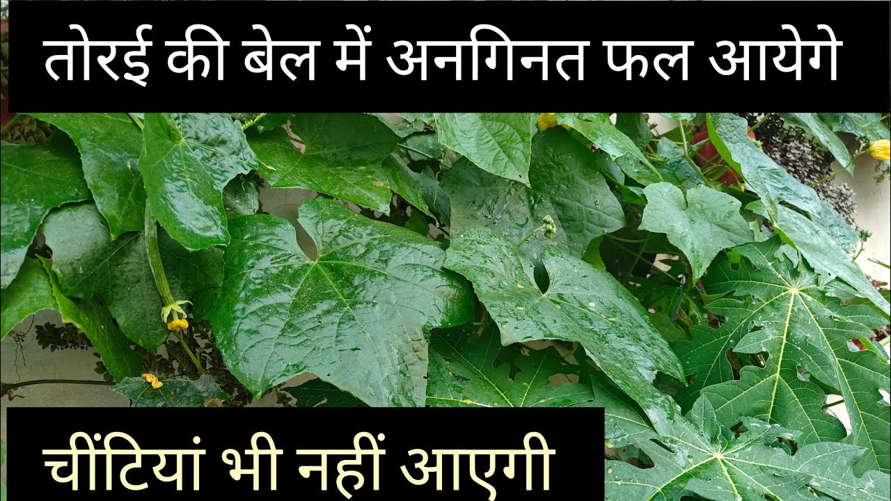 Torai ke plant me anginat fal ayege // torai plant care & fertilizer ...