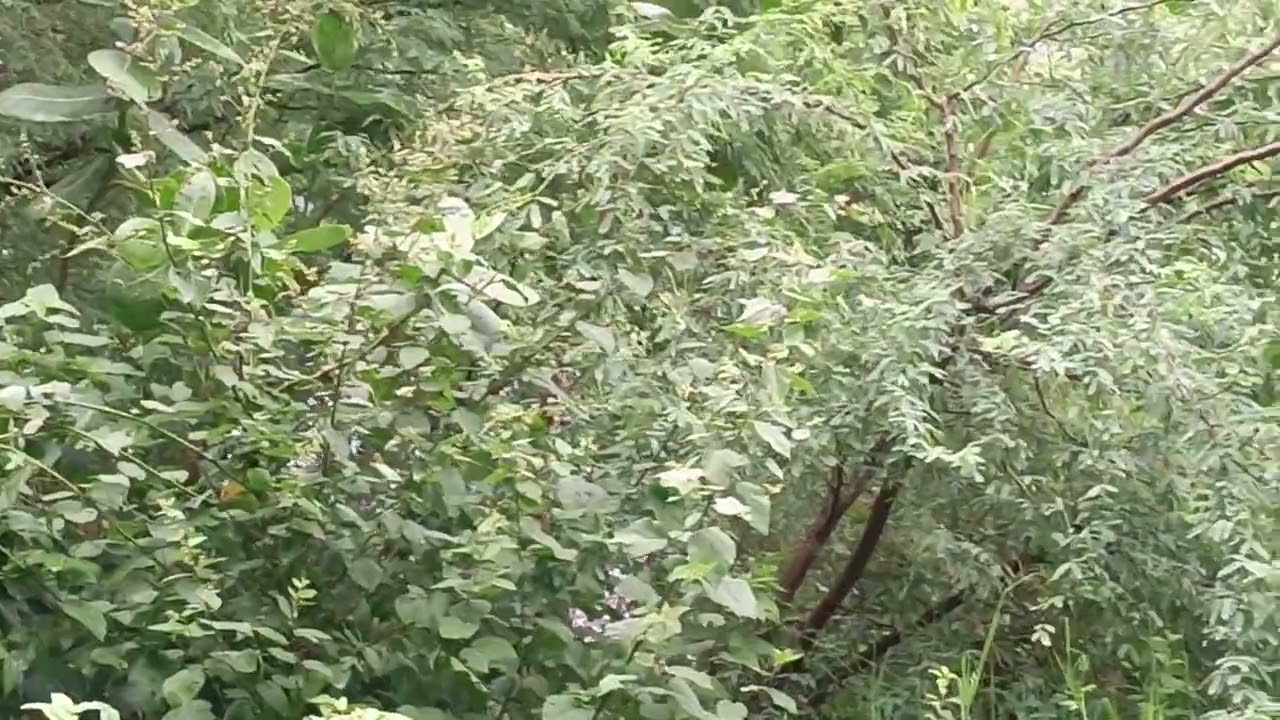 Queremos a Lagoa melhor cuidada. É o nosso cartão postal 