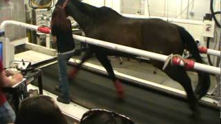 Horse running on a treadmill