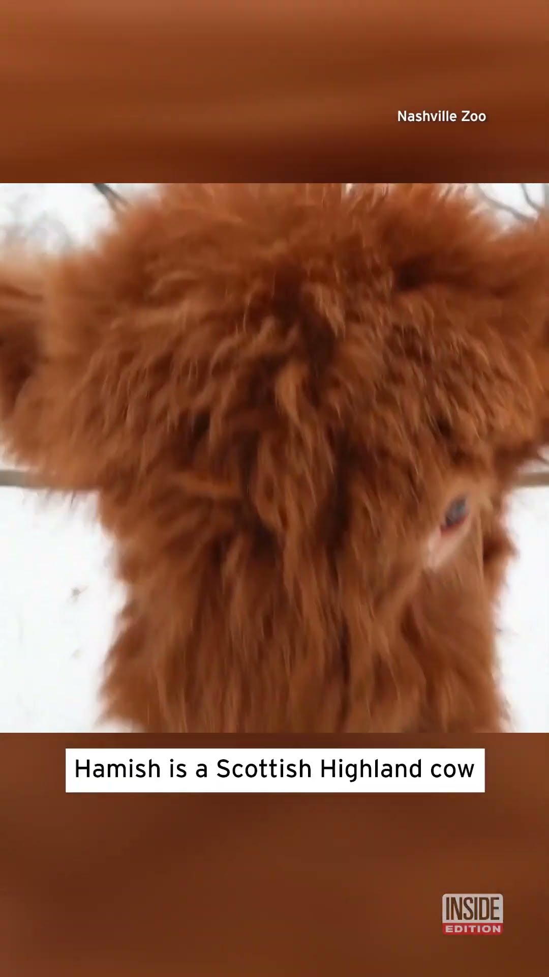 Scottish Highland Calf Sees Snow For the First Time #shorts