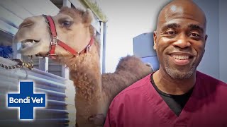 Vet Gives Camels A Final Check Up Before Going To A Life Size Noah's Ark! | Full Episode | E28