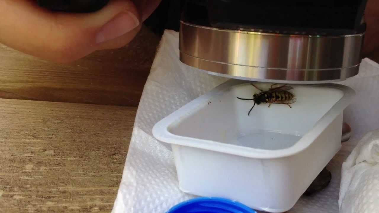 Arı Ve Makro Çekim 1080p