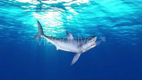 Shark Attack V5 | Motion Graphics - Envato elements