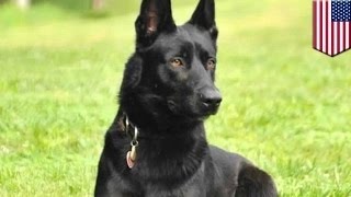 Геройский пёс спас полицейского от верной гибели