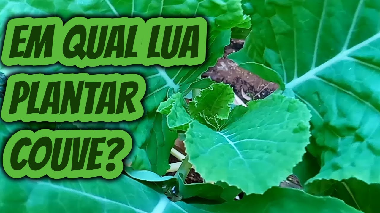 Qual a melhor lua para plantar cultivar um pé de couve na horta? Qual ...