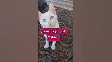 شو اسم هالقطوز شو نوعه دوبلاج My Kingo Funny دبلجة مضحكة اكسبلور Cat قطط 