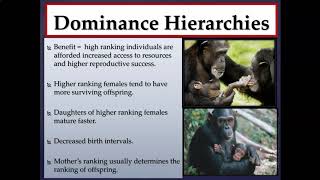 Primate Behavior (Part I)