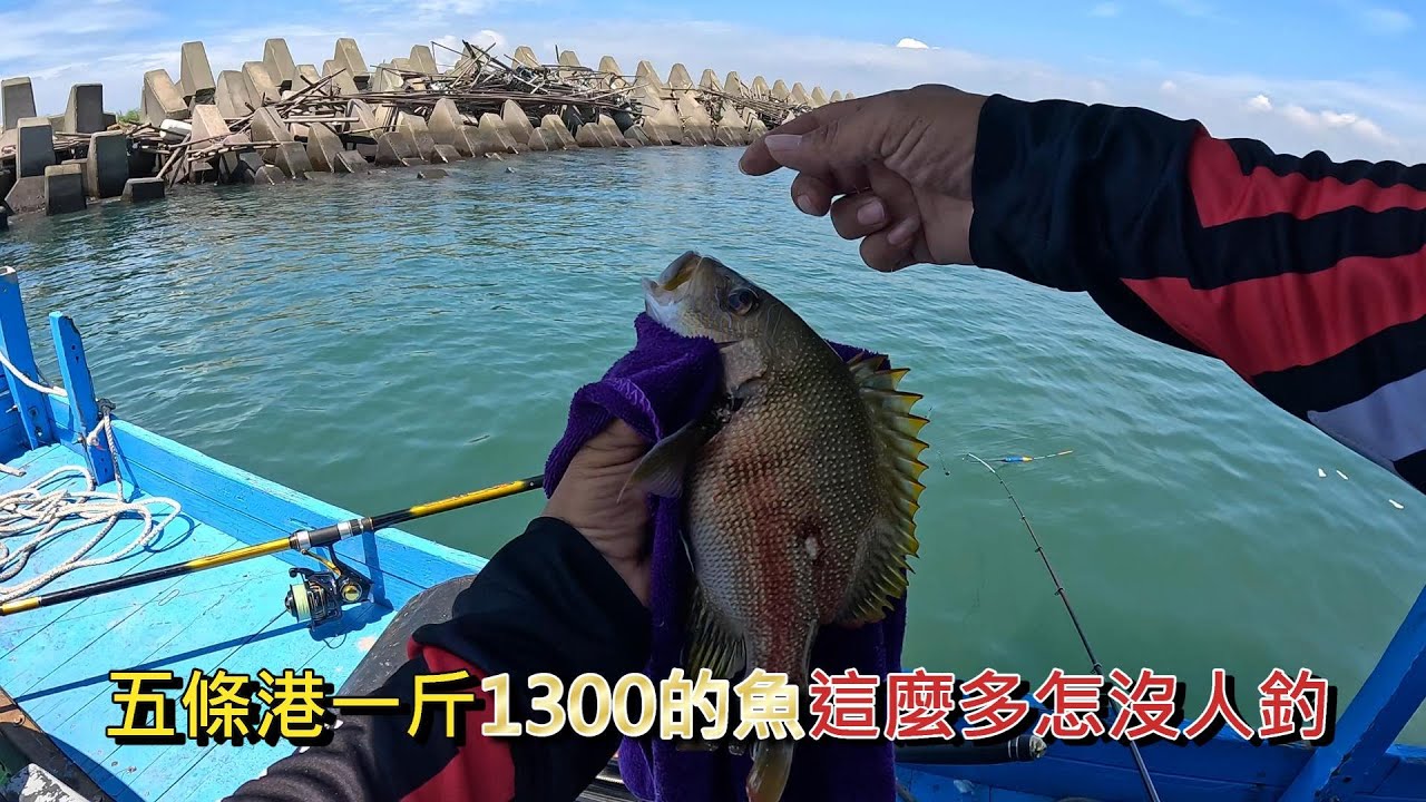 五條港南邊蚵棚與西西離島 好多意想不到的魚 有粗貨也有高級貨