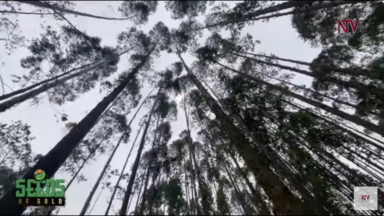 A guide to making money from eucalyptus trees | SEEDS OF GOLD