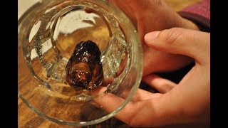 Insólito Roban Un Dedo Humano Que Era Servido En Tragos - Noticias Pendejas