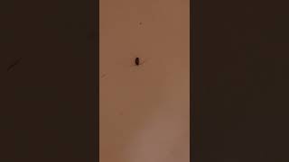 Another Unknown Bug In Bathtub