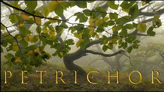Petrichor