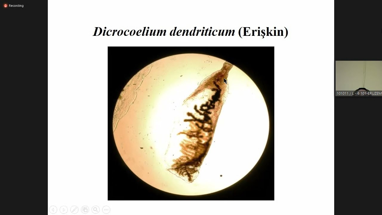 Parazitoloji 3 Pratik - Trematodlar