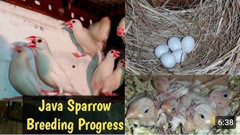 2023 java sparrow 🕊️ breeding progress from season #youtube #subscribe #viral #java #bird #duckybhai