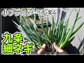 【ベランダ菜園】九条細ネギの種まきから収穫まで【2回収穫】