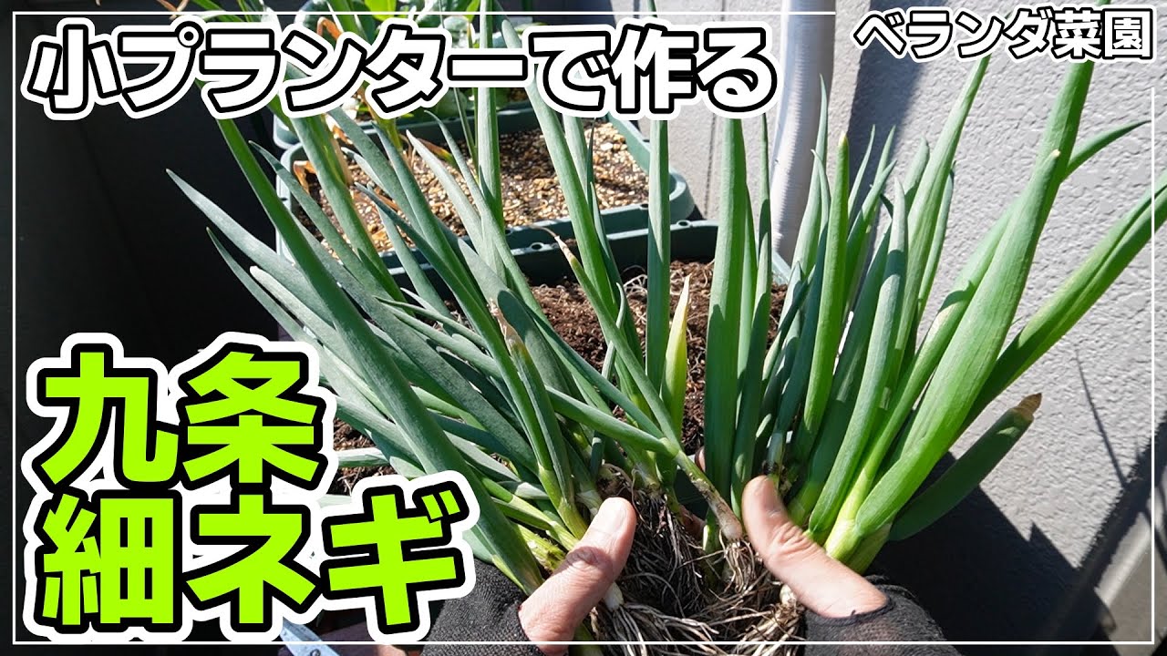 Balcony garden] From sowing to harvesting Kujo thin green onions
