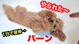 [Dog Tricks] I taught this genius toy poodle how to do the "burn" trick and he mastered it in jus... screenshot 2