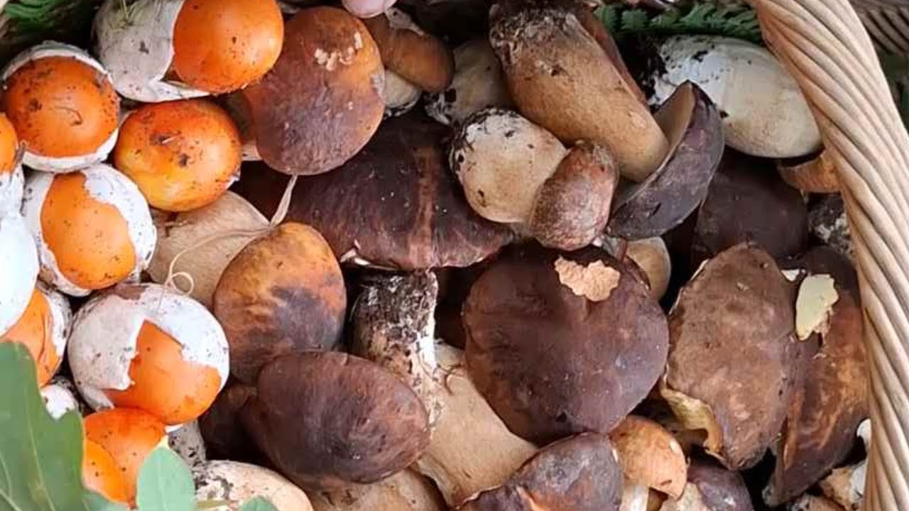 BOLETUS AEREUS e OVOLI 