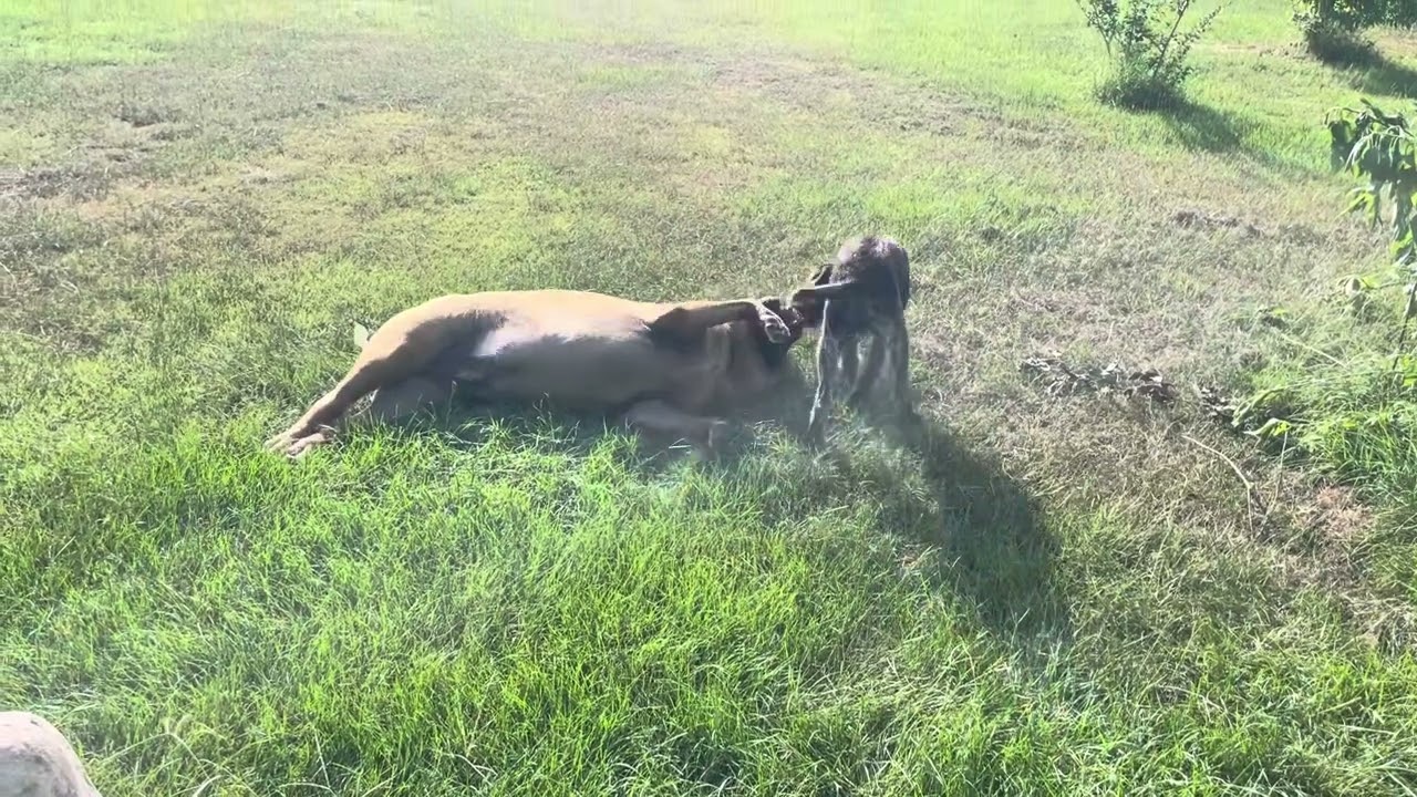 Dirt walrus in his natural habitat 