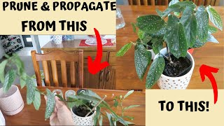 How To Prune And Propagate Angel Wing Begonia Jan 2020 Youtube