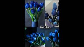 #colorfull #tulips #coversong #love #flowers #nature