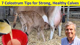 7 Tips on Colostrum Feeding for Strong, Healthy Calves