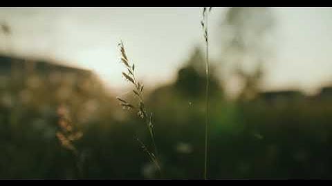 Fields of Gold - Red Komodo + DZO Vespid 40 mm