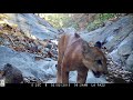 Puma Compilation - Guanacaste, Costa Rica