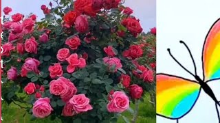 Ktana Piyaia Tatali Advice Cornerms Art Point Littleheartcreatesam Brand