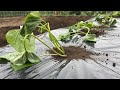 サツマイモの栽培方法・さつまいも苗を植える前にコレやると収穫量が２倍になります！（畝作り〜植え付け方）23/4/18