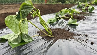 サツマイモの栽培方法・さつまいも苗を植える前にコレやると収穫量が倍になります畝作り〜植え付け方23/4/18