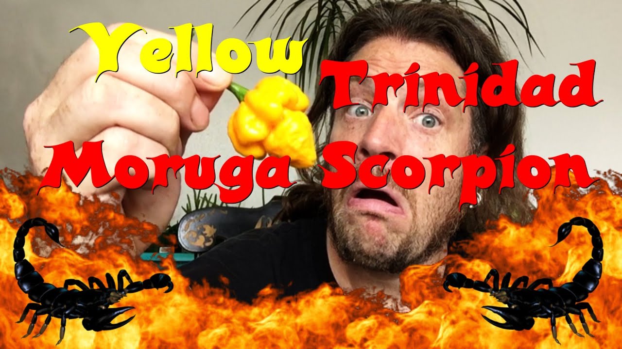 Punkrock Cuisine - Yellow Trinidad Moruga Scorpion Pepper!