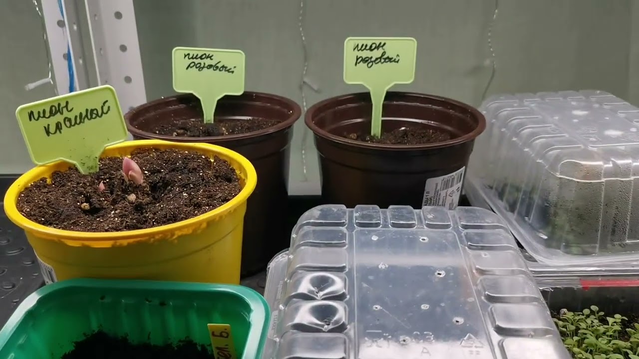 Квест с рассадой цветов на работе. 7.03.26г 