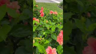 Beautiful hibiscus 🌺 ￼